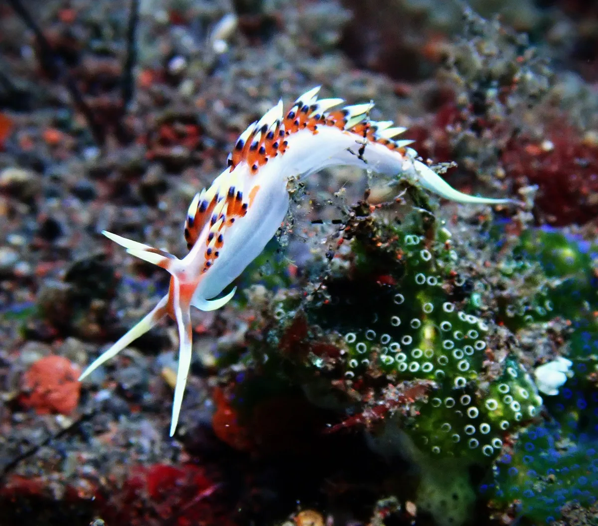 Caloria indica