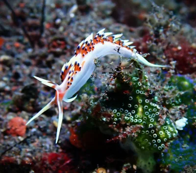 Caloria indica