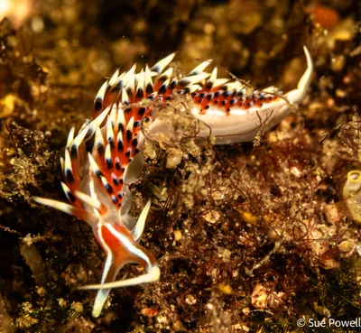 Caloria indica