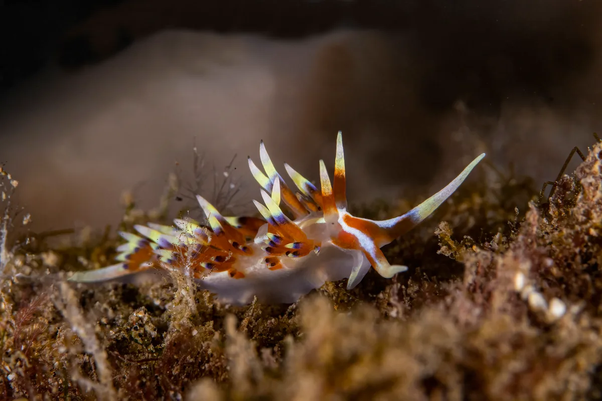 nudibranch3Aug16-22