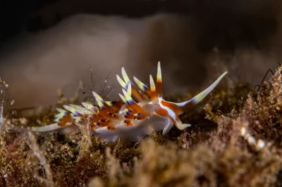 nudibranch3Aug16-22
