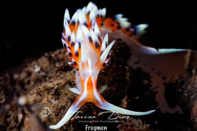 Caloria indica. Tulamben. Bali.