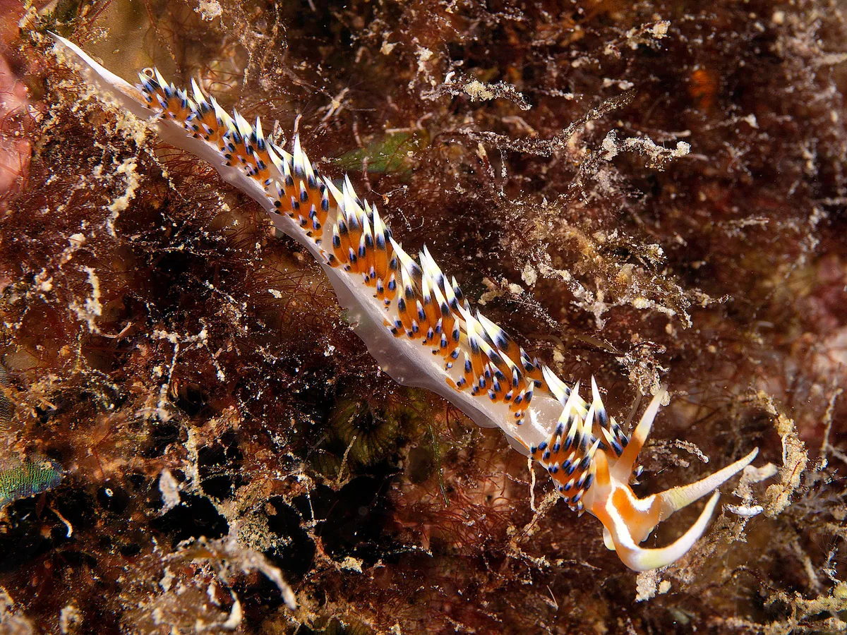 Caloria indica 03