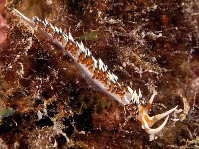 Caloria indica 03
