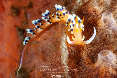 Caloria indica. Tulamben. Bali.