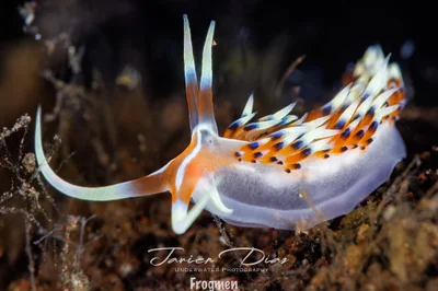 Caloria indica. Tulamben. Bali.