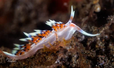 Caloria indica. Tulamben. Bali.