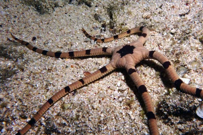 Banded Serpent Star, Ophiolepis superba H.L. Clark, 1915