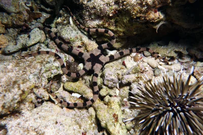 Banded Serpent Star, Ophiolepis superba H. L. Clark, 1915