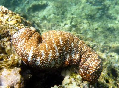 White-spotted Sea Cucumber