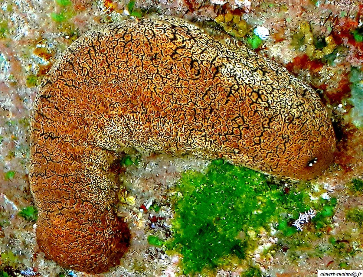 Actinopyga  mauritiana - holothuroideae