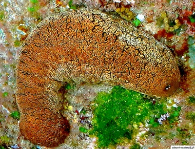 Actinopyga  mauritiana - holothuroideae