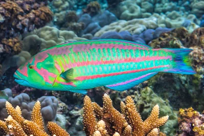 Surge wrasse, terminal phase - Thalassoma purpureum