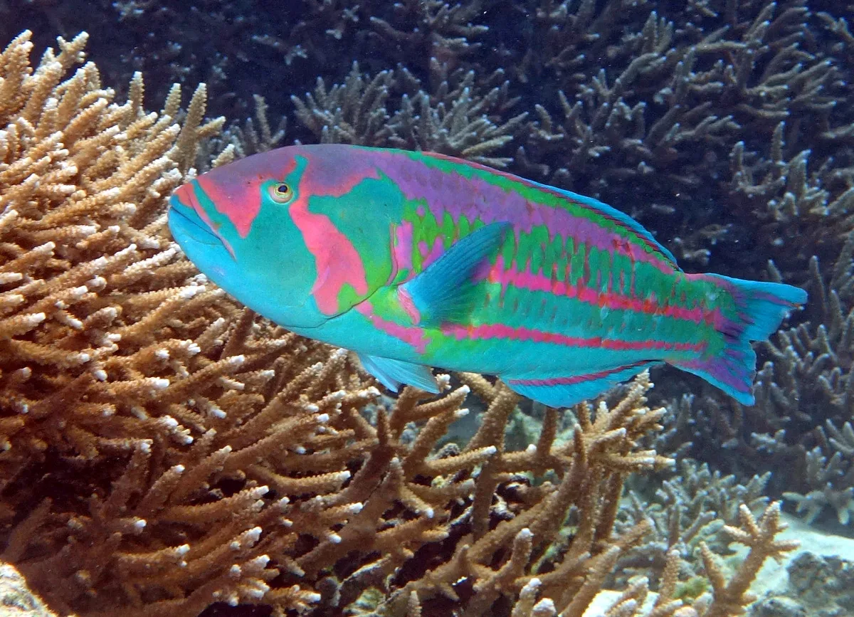 Thalassoma purpureum - Surge wrasse