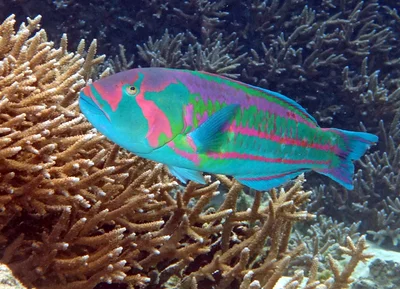 Thalassoma purpureum - Surge wrasse
