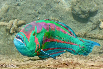 Girelle hublot Thalassoma purpureum