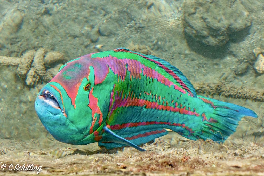 Girelle hublot Thalassoma purpureum