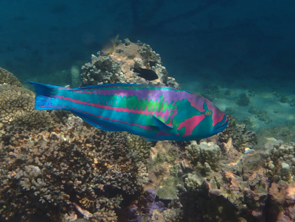 Surge Wrasse