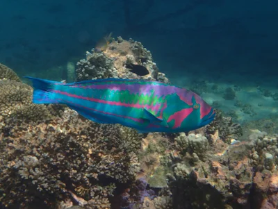 Surge Wrasse