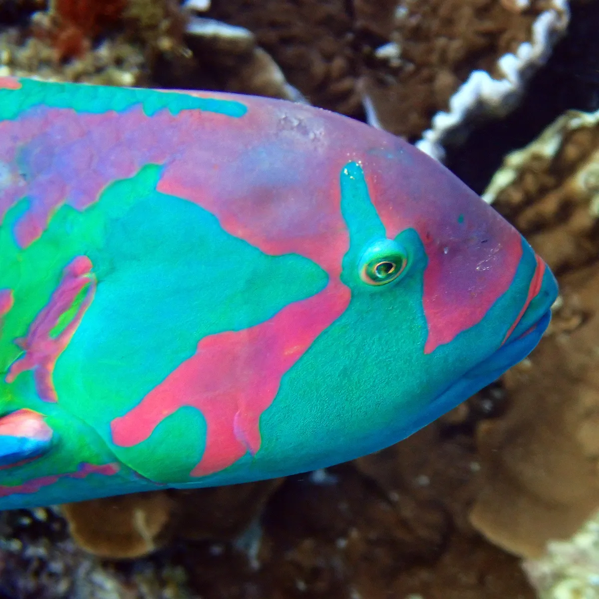 Thalassoma purpureum - Emily Bay, Kingston 2899, Norfolk Island