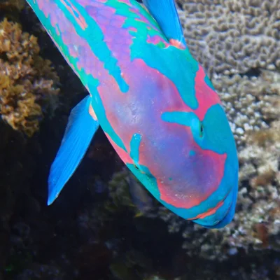 Thalassoma purpureum - Emily Bay, Kingston 2899, Norfolk Island