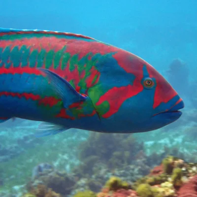Thalassoma purpureum - Emily Bay, Kingston 2899, Norfolk Island