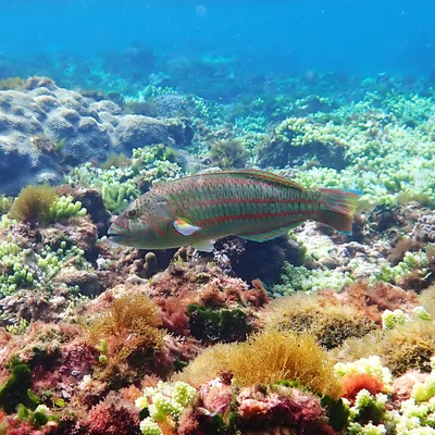 Thalassoma purpureum - Emily Bay, Kingston 2899, Norfolk Island