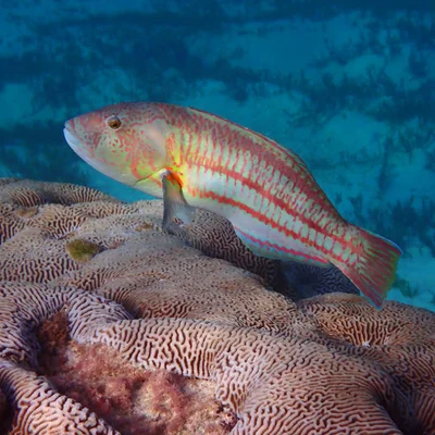 Thalassoma purpureum - Emily Bay, Kingston 2899, Norfolk Island