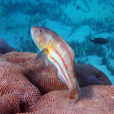 Thalassoma purpureum - Emily Bay, Kingston 2899, Norfolk Island