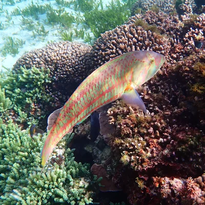 Thalassoma purpureum - Slaughter Bay, Kingston 2899, Norfolk Island