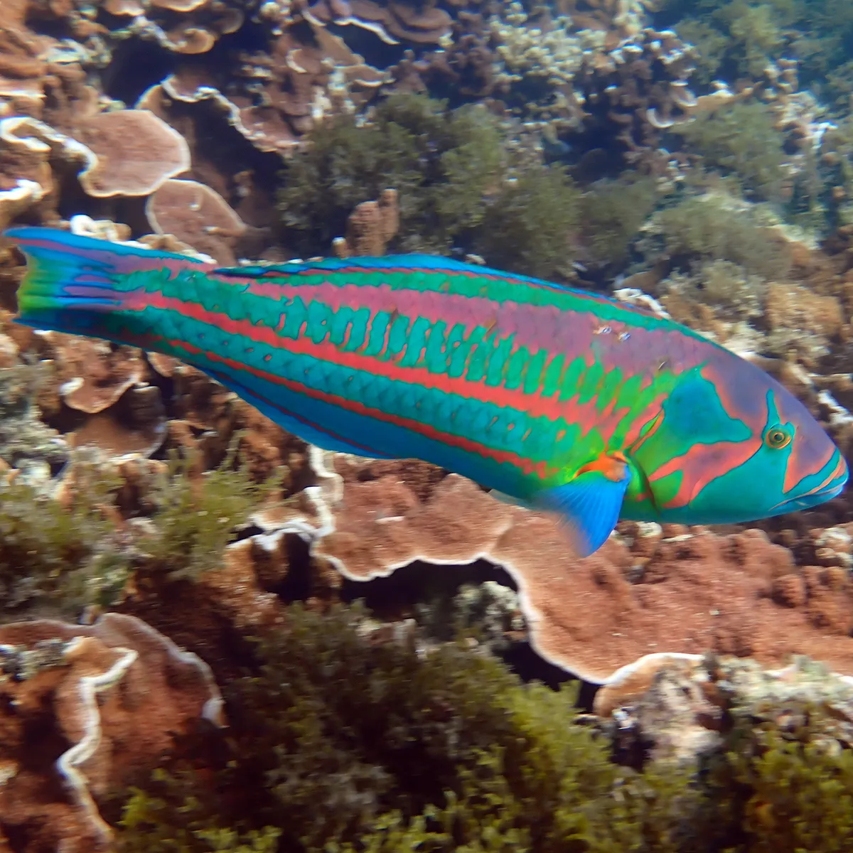 Thalassoma purpureum - Emily Bay, Kingston 2899, Norfolk Island