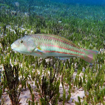 Thalassoma purpureum - Emily Bay, Kingston 2899, Norfolk Island