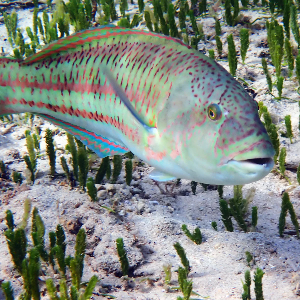 Thalassoma purpureum - Emily Bay, Kingston 2899, Norfolk Island