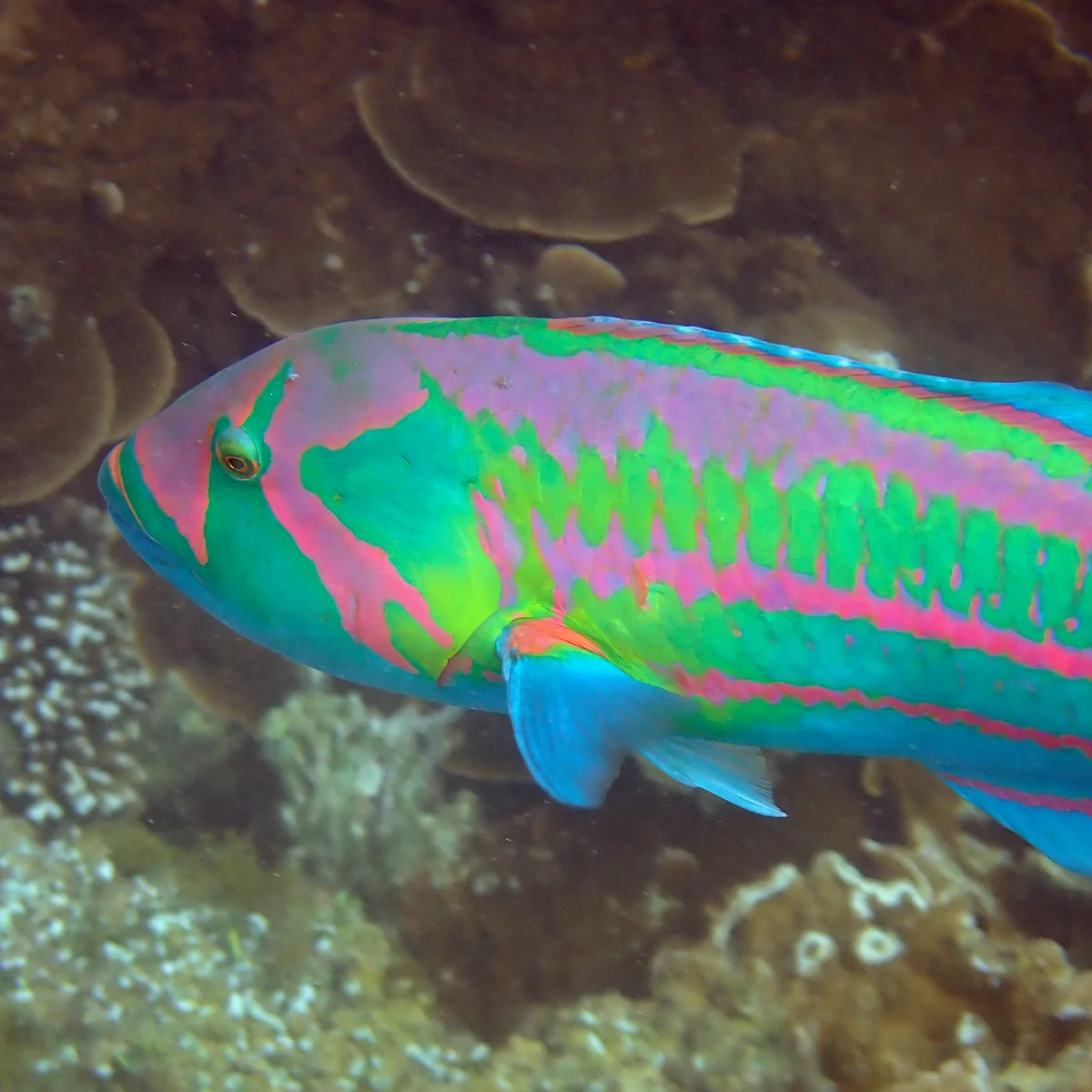 Thalassoma purpureum - Emily Bay, Kingston 2899, Norfolk Island