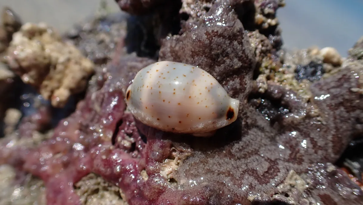 Bistolida hirundo - Coral Sea, Dingo Beach, AU