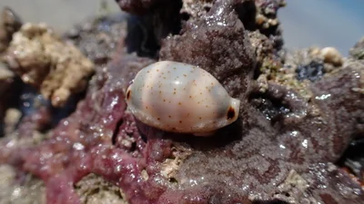 Bistolida hirundo - Coral Sea, Dingo Beach, AU