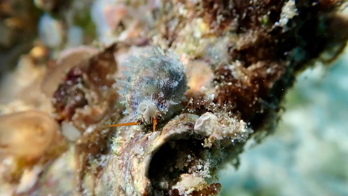 Bistolida hirundo - Coral Sea, AU