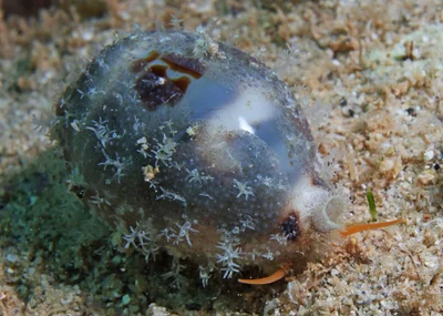Bistolida hirundo - Bundegi, Exmouth, WA, Australia