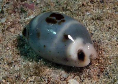 Bistolida hirundo - Bundegi, Exmouth, WA, Australia