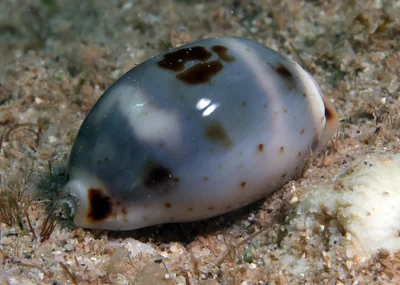 Bistolida hirundo - Bundegi, Exmouth, WA, Australia