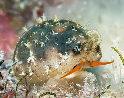 Bistolida hirundo - Kwajalein Atoll, RMI