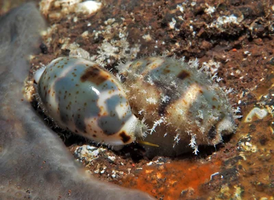 Bistolida hirundo - Tulamben area, Kubu, Karangasem Regency, Bali, Indonesia