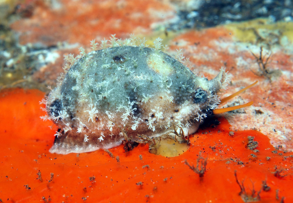 Bistolida hirundo - Tulamben area, Kubu, Karangasem Regency, Bali, Indonesia
