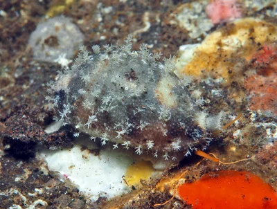 Bistolida hirundo - Tulamben area, Kubu, Karangasem Regency, Bali, Indonesia