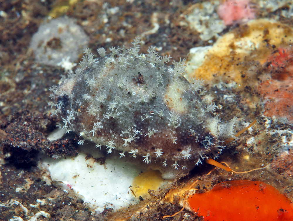 Bistolida hirundo - Tulamben area, Kubu, Karangasem Regency, Bali, Indonesia