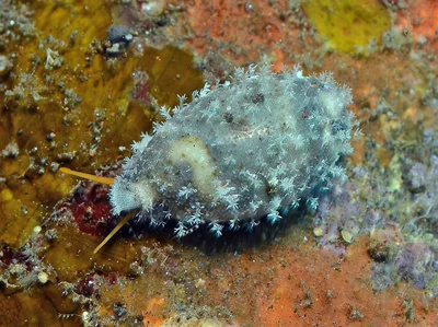 Bistolida hirundo - Tulamben area, Kubu, Karangasem Regency, Bali, Indonesia