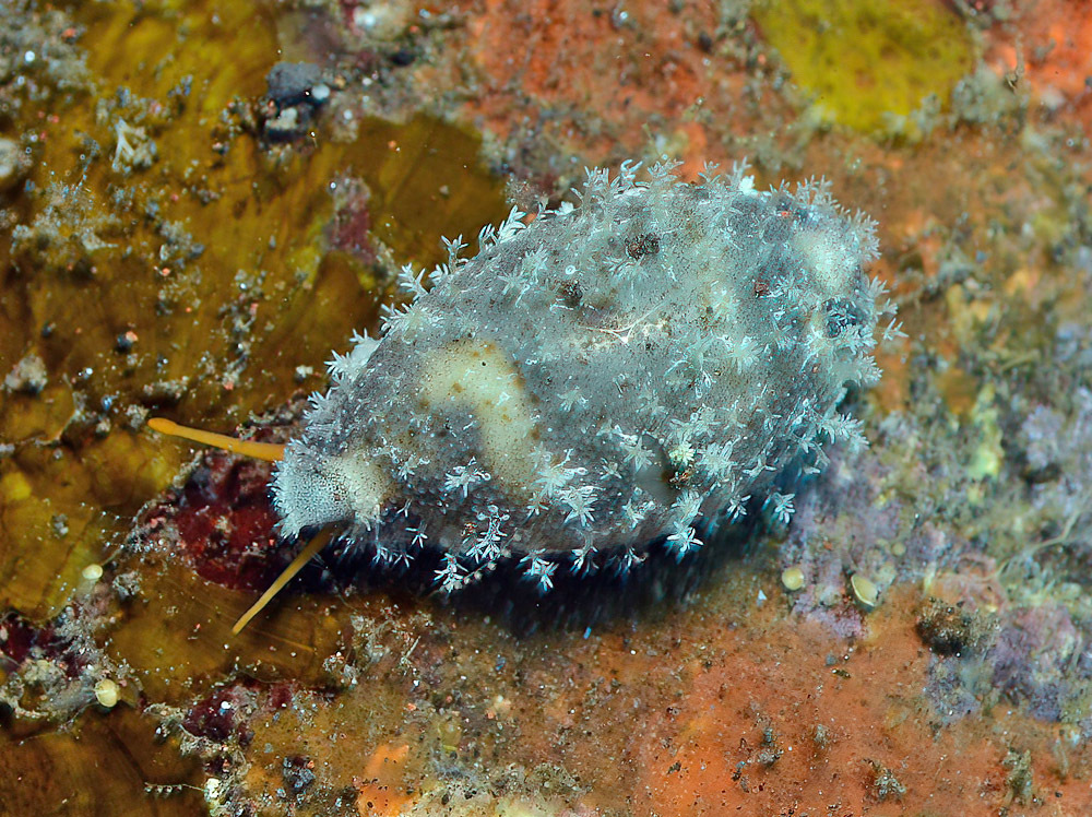 Bistolida hirundo - Tulamben area, Kubu, Karangasem Regency, Bali, Indonesia