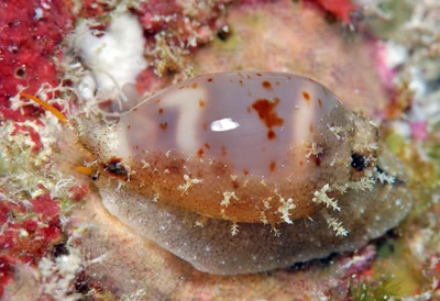 Bistolida hirundo - Kwajalein Atoll, RMI