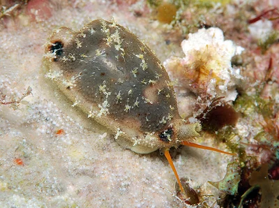 Bistolida hirundo - Kwajalein Atoll, RMI