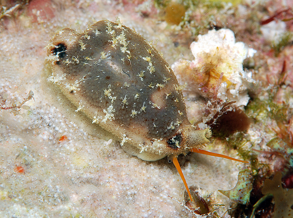 Bistolida hirundo - Kwajalein Atoll, RMI